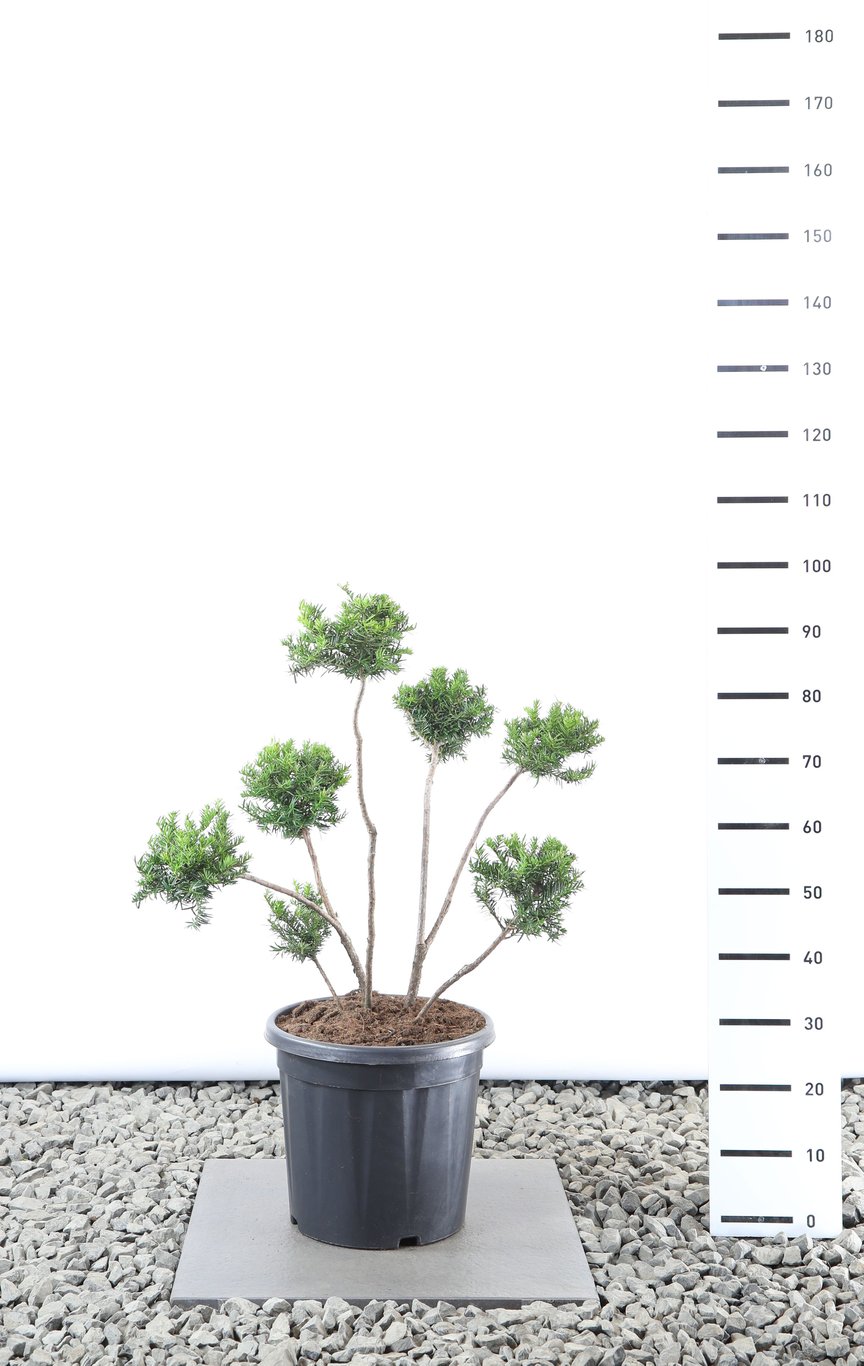 Taxus media 'Green Mountain' - 80-100 CM PonPon Cont.